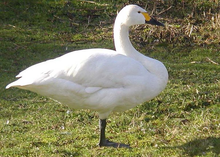 Kleine Zwaan